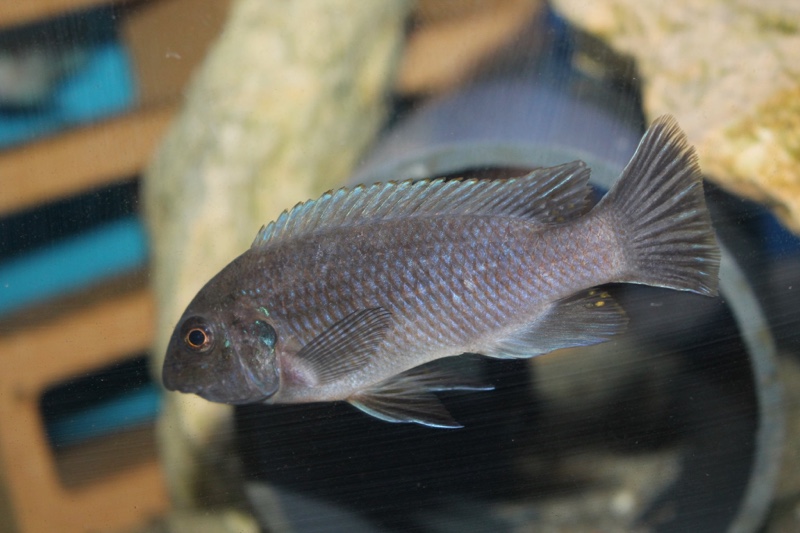 Labeotropheus fuelleborni 'Katale Island'